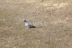 鳥,鳩,はと,ハト,公園,餌,散歩,野鳥,パーク,park