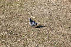 鳥,鳩,はと,ハト,公園,餌,散歩,野鳥,パーク,park