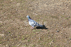 鳥,鳩,はと,ハト,公園,餌,散歩,野鳥,パーク,park