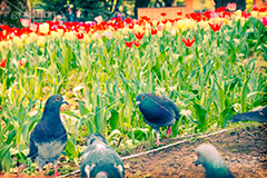 鳩とチューリップ,トイカメラ撮影,トイカメラ,ヴィンテージ,ビンテージ,レトロ,お洒落,おしゃれ,オシャレ,味わい,トンネル効果