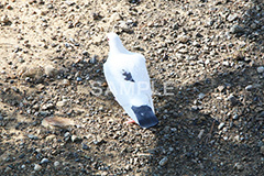 鳥,鳩,はと,ハト,公園,餌,散歩,野鳥,パーク,park