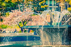 和田倉噴水公園のさくら,トイカメラ撮影,トイカメラ,ヴィンテージ,ビンテージ,レトロ,お洒落,おしゃれ,オシャレ,味わい,トンネル効果