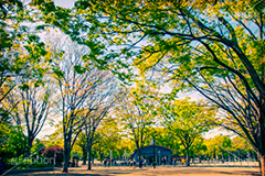 代々木公園,トイカメラ撮影,トイカメラ,ヴィンテージ,ビンテージ,レトロ,お洒落,おしゃれ,オシャレ,味わい,トンネル効果