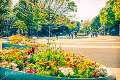 代々木公園,トイカメラ撮影,トイカメラ,ヴィンテージ,ビンテージ,レトロ,お洒落,おしゃれ,オシャレ,味わい,トンネル効果