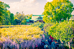 亀戸天神社,トイカメラ撮影,トイカメラ,ヴィンテージ,ビンテージ,レトロ,お洒落,おしゃれ,オシャレ,味わい,トンネル効果