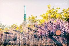 亀戸天神社,トイカメラ撮影,トイカメラ,ヴィンテージ,ビンテージ,レトロ,お洒落,おしゃれ,オシャレ,味わい,トンネル効果