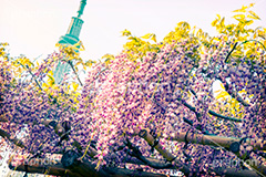 亀戸天神社,トイカメラ撮影,トイカメラ,ヴィンテージ,ビンテージ,レトロ,お洒落,おしゃれ,オシャレ,味わい,トンネル効果