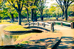 代々木公園,トイカメラ撮影,トイカメラ,ヴィンテージ,ビンテージ,レトロ,お洒落,おしゃれ,オシャレ,味わい,トンネル効果