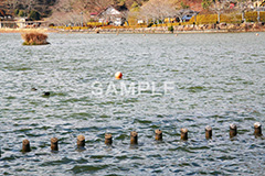 池,いけ,公園,散歩,さんぽ,pond,淡水,池沼