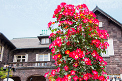 旧古河庭園,バラ,薔薇,ばら,洋館,ジョサイア,ミステリー,北区,都立庭園,名所,国有財産,名勝,春,ローズ,rose,spring,tokyo,庭,庭園,西洋,洋風,西洋館,洋風庭園,洋式庭園,上中里,バラ園