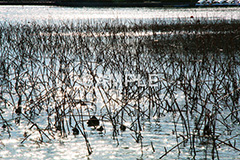 池,いけ,公園,pond,淡水,池沼,蓮,はす,枯れ