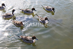 池,いけ,公園,鴨,かも,pond,淡水,池沼,泳ぐ,水鳥,野鳥