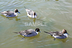 池,いけ,公園,鴨,かも,pond,淡水,池沼,泳ぐ,水鳥,野鳥