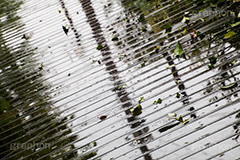 雨の日,地面,落ち葉,濡れ,雨,梅雨,つゆ,水溜り,水たまり,rain,雨粒,波紋,木目,床