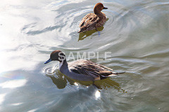 池,いけ,公園,鴨,かも,pond,淡水,池沼,泳ぐ,水鳥,野鳥