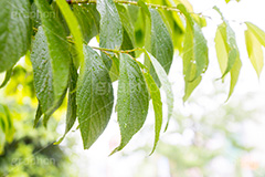 雨上がり,草木に雨粒,雨,あめ,梅雨,つゆ,草,植物,水滴,雨粒,小雨,rain,レイン,雨の日,葉,leaf