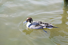 池,いけ,公園,鴨,かも,pond,淡水,池沼,泳ぐ,水鳥,野鳥