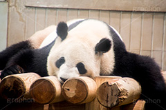 昼寝,寝る,ダラダラ,夏バテ,パンダ,ぱんだ,動物,どうぶつ,動物園,アニマル,animal,zoo,カワイイ,かわいい,可愛い