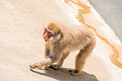 猿,さる,サル,動物,どうぶつ,動物園,アニマル,猿山,モンキー,干支,申,animal,zoo,monkey