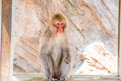 綺麗に撮れたぁ？,猿,さる,サル,動物,どうぶつ,動物園,アニマル,猿山,モンキー,干支,申,animal,zoo,monkey