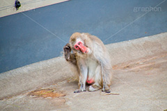 あれぇ～？,猿,さる,サル,動物,どうぶつ,動物園,アニマル,猿山,モンキー,干支,申,animal,zoo,monkey