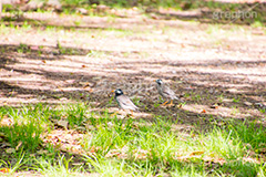 ムクドリ,椋鳥,スズメ目,ムクドリ科,鳥類,鳥,とり,野鳥,公園,散歩