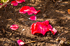 散った椿の花びら,散る,花びら,紅乙女椿,コウオトメツバキ,ツバキ,椿,花,お花,フラワー,はな,flower,春