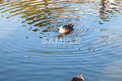 池,いけ,公園,鴨,かも,pond,淡水,池沼,泳ぐ,水鳥,野鳥