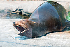 ねむ～い,あしか,アシカ,海生動物,オットセイ,トド,オタリア,水族館,動物園,あくび,animal,アニマル,寝不足