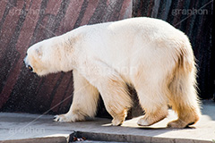 ホッキョクグマ,白熊,シロクマ,しろくま,クマ,くま,熊,animal,アニマル,動物園