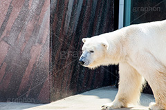 ホッキョクグマ,白熊,シロクマ,しろくま,クマ,くま,熊,animal,アニマル,動物園