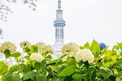 スカイツリーと紫陽花,スカイツリー,あじさい,アジサイ,紫陽花,rain,レイン,花,ホンアジサイ,季語,雨,あめ,梅雨,つゆ,フラワー,flower,asakusa,japan,東京スカイツリー,TOKYO SKYTREE,隅田公園,隅田川,浅草,6月,tower,タワー