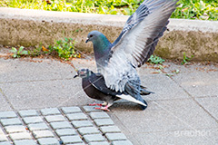 公園の鳩,鳥,鳩,はと,ハト,公園,交尾,散歩,野鳥,パーク,park