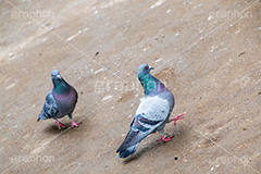 公園の鳩,鳥,鳩,はと,ハト,公園,散歩,野鳥,パーク,park