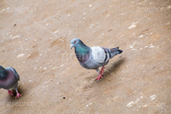 公園の鳩,鳥,鳩,はと,ハト,公園,散歩,野鳥,パーク,park