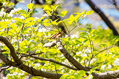 木にとまるスズメ,すずめ,スズメ,烏,雀,野鳥,野生,自然,木々