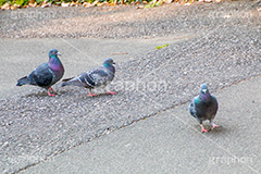 公園の鳩,鳥,鳩,はと,ハト,公園,散歩,野鳥,パーク,park