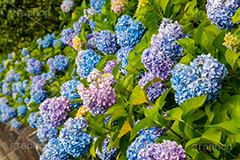 隅田公園のあじさい,隅田公園,あじさい,アジサイ,梅雨,つゆ,紫陽花,花,ホンアジサイ,季語,フラワー,flower,park,asakusa,隅田川,公園,台東区,浅草,6月