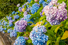 隅田公園のあじさい,隅田公園,あじさい,アジサイ,梅雨,つゆ,紫陽花,花,ホンアジサイ,季語,フラワー,flower,park,asakusa,隅田川,公園,台東区,浅草,6月