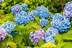 隅田公園のあじさい,隅田公園,あじさい,アジサイ,梅雨,つゆ,紫陽花,花,ホンアジサイ,季語,フラワー,flower,park,asakusa,隅田川,公園,台東区,浅草,6月