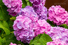 雨の日のあじさい,雨,あめ,梅雨,つゆ,あじさい,アジサイ,紫陽花,水滴,雨粒,小雨,rain,レイン,雨の日,花,ホンアジサイ,季語,フラワー,flower,6月