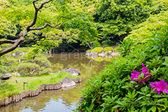 旧古河庭園の日本庭園,日本庭園,和風,和,旧古河庭園,洋館,ジョサイア,ミステリー,北区,都立庭園,名所,国有財産,名勝,tokyo,庭,庭園,西洋,洋風,西洋館,洋風庭園,洋式庭園,上中里,japan