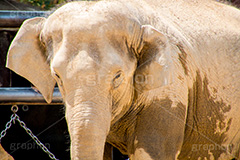 こっち見んな！,ガン見,睨む,覗く,目線,象,ゾウ,ぞう,アジアゾウ,哺乳類,動物,アニマル,きさ,鼻,耳,動物園,animal,elephant