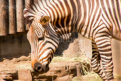 シマウマ,ウマ,しまうま,縞馬,馬,午,白黒,縞模様,ゼブラ,zebra,horse,animal,アニマル,動物園,草食