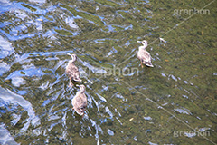 川,かわ,河原,河,流れ,鴨,かも,鳥,泳ぐ,水鳥,野鳥