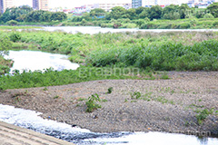 多摩川河川敷,河川敷,二子玉,二子玉川,玉川,にこたま,ニコタマ,世田谷区,川,河原,かわ,河川,多摩川