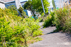 雑草だらけの歩道,雑草,歩道,荒れ,道路,新木場