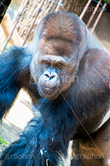 ゴリラ,霊長目,ヒト科,ゴリラ属,雑食,アニマル,動物園,animal,gorilla,power,パワー,強い,恐い