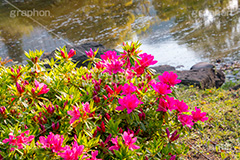 日比谷公園のツツジ,ツツジ,ツツジ科,ツツジ属,花,お花,フラワー,はな,flower,spring,咲,花弁,春,日比谷公園,千代田区,日比谷,公園,都立公園,霞が関,有楽町,都会,庭園,池,park,pond