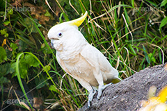 アオメキバタン,キバタン,鳥,インコ,オウム,動物園,ニューギニア島,オーストラリア,長生き,雑食